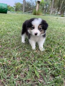 INTELIGENTSSIMOS FILHOTES DE BORDER COLLIE  VENDA CES CRIADOS POR MDICA  VET