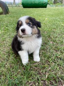 INTELIGENTSSIMOS FILHOTES DE BORDER COLLIE  VENDA CES CRIADOS POR MDICA  VET