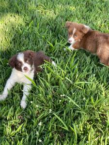 INTELIGENTSSIMOS FILHOTES DE BORDER COLLIE  VENDA CES CRIADOS POR MDICA  VET