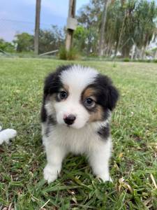 INTELIGENTSSIMOS FILHOTES DE BORDER COLLIE  VENDA CES CRIADOS POR MDICA  VET