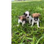 Jack Russel Terrier NO COMPRE JACK RUSSELS SEM ANTES FALAR COM A GENTE So Paulo So Paulo