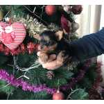 Yorkshire Terrier Yorkshire miniatura fmea