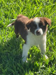 FILHOTINHOS DE BORDER COLLIE CRIADOS COM AMOR E CARINHO POR MDICA VETERINRIA