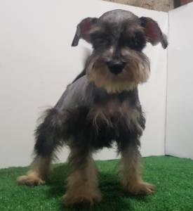 Schnauzer Miniatura Fmea com Pedigree