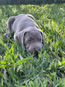 NASCERAM MARAVILHOSOS WEIMARANERS POR AQUI VENHA CONHEC LOS