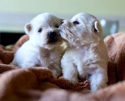 Ninhada de West Highland White Terrier Westy