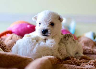 Ninhada de West Highland White Terrier Westy