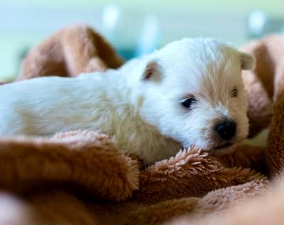 Ninhada de West Highland White Terrier Westy