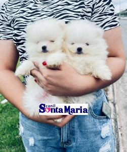 Filhotes macho e femea de Spitz Alemo Ano - Lulu da Pomerania micro Ursinho branco neve