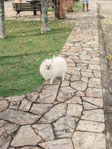 Filhotes macho e femea de Spitz Alemo Ano - Lulu da Pomerania micro Ursinho branco neve