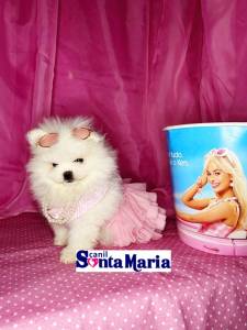 Filhotes macho e femea de Spitz Alemo Ano - Lulu da Pomerania micro Ursinho branco neve