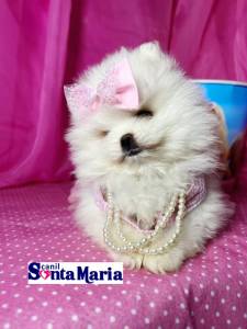 Filhotes macho e femea de Spitz Alemo Ano - Lulu da Pomerania micro Ursinho branco neve