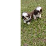 Shih-tzu SHIH TZS DISPONVEIS PARA LEVAR PARA CASA AGORA VENHA BUSCAR O SEU So Paulo So Paulo