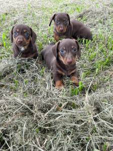 Filhotes de dachshund teckel ano