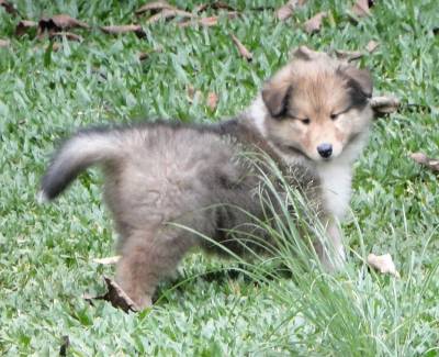 FILHOTE DE COLLIE PELO LONGO