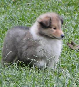 FILHOTE DE COLLIE PELO LONGO