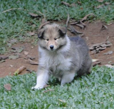 FILHOTE DE COLLIE PELO LONGO