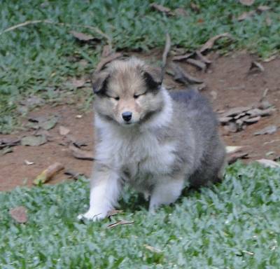 FILHOTE DE COLLIE PELO LONGO