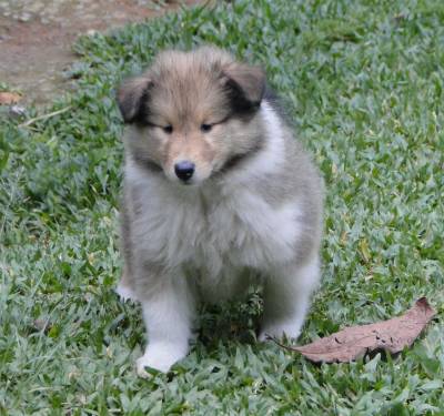 FILHOTE DE COLLIE PELO LONGO