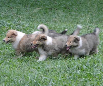 FILHOTE DE COLLIE PELO LONGO