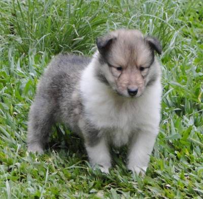 FILHOTE DE COLLIE PELO LONGO