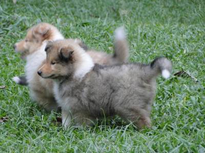 FILHOTE DE COLLIE PELO LONGO