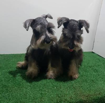 Schnauzer Miniatura Fmea com pedigree