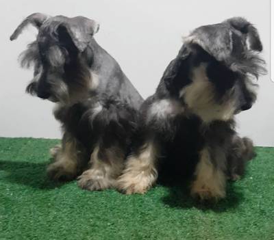 Schnauzer Miniatura Fmea com pedigree