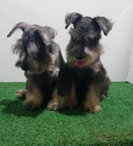 Schnauzer Miniatura Fmea com pedigree