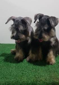 Schnauzer Miniatura Fmea com pedigree