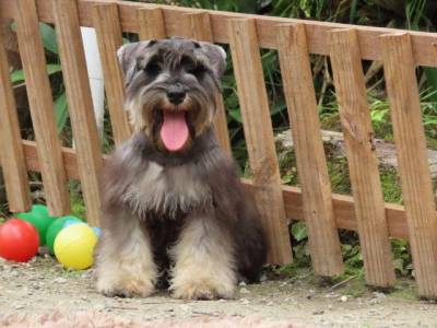 Schnauzer Miniatura Macho J CASTRADO Sal e Pimenta Microchip Tajj Mahall  Lindssimol Curitiba