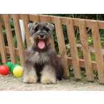 Schnauzer Miniatura (ano) Schnauzer Miniatura Macho J CASTRADO Sal e Pimenta Microchip Tajj Mahall  Lindssimol Curitiba Paran CURITIBA