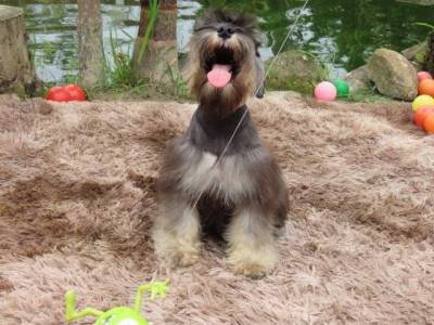 Schnauzer Miniatura Macho J CASTRADO Sal e Pimenta Microchip Tajj Mahall  Lindssimol Curitiba