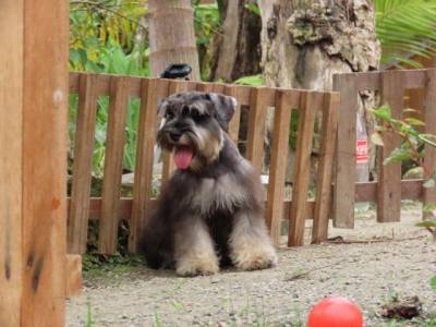 Schnauzer Miniatura Macho J CASTRADO Sal e Pimenta Microchip Tajj Mahall  Lindssimol Curitiba