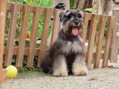 Schnauzer Miniatura Macho J CASTRADO Sal e Pimenta Microchip Tajj Mahall  Lindssimol Curitiba