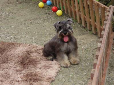 Schnauzer Miniatura Macho J CASTRADO Sal e Pimenta Microchip Tajj Mahall  Lindssimol Curitiba