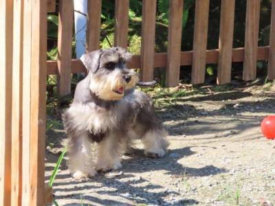 Schnauzer Miniatura Macho Sal e Pimenta CASTRADO Microchip Tajj Mahall  Lindssimol Curitiba