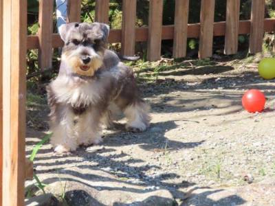 Schnauzer Miniatura Macho Sal e Pimenta CASTRADO Microchip Tajj Mahall  Lindssimol Curitiba