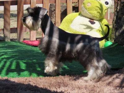 Schnauzer Miniatura Macho Sal e Pimenta CASTRADO Microchip Tajj Mahall  Lindssimol Curitiba