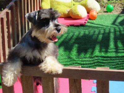 Schnauzer Miniatura Macho Sal e Pimenta CASTRADO Microchip Tajj Mahall  Lindssimol Curitiba