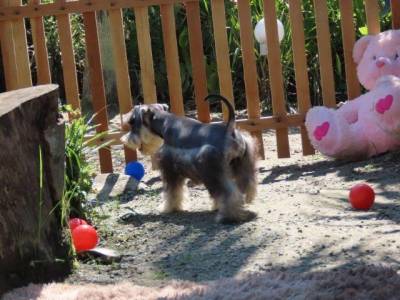 Schnauzer Miniatura Macho Sal e Pimenta CASTRADO Microchip Tajj Mahall  Lindssimol Curitiba