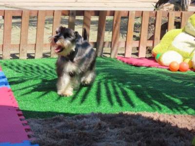 Schnauzer Miniatura Macho Sal e Pimenta CASTRADO Microchip Tajj Mahall  Lindssimol Curitiba