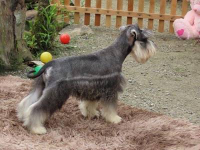 Schnauzer Miniatura CASTRADO Macho Sal e Pimenta Microchip Tajj Mahall  Lindssimol Curitiba