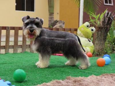 Schnauzer Miniatura CASTRADO Macho Sal e Pimenta Microchip Tajj Mahall  Lindssimol Curitiba