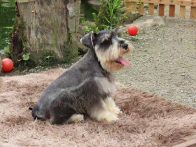 Schnauzer Miniatura CASTRADO Macho Sal e Pimenta Microchip Tajj Mahall  Lindssimol Curitiba