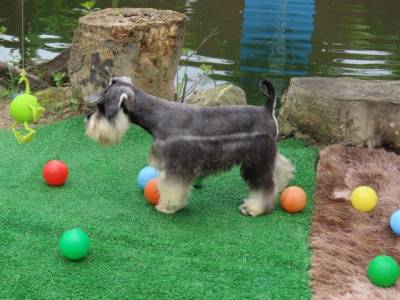 Schnauzer Miniatura CASTRADO Macho Sal e Pimenta Microchip Tajj Mahall  Lindssimol Curitiba