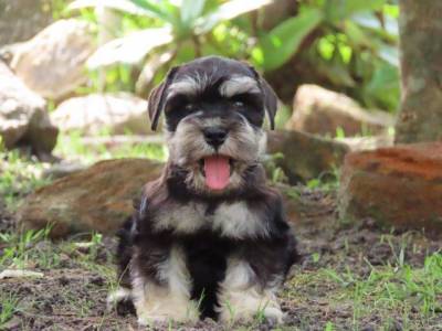 SCHNAUZER MINIATURA  FILHOTE FMEA PRETA E PRATA  TAJJ MAHALL CURITIBA LINDSSIMA MICROCHIP