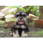 Schnauzer Miniatura (ano) SCHNAUZER MINIATURA  FILHOTE FMEA PRETA E PRATA  TAJJ MAHALL CURITIBA LINDSSIMA MICROCHIP Paran CURITIBA