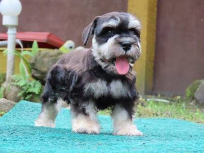 SCHNAUZER MINIATURA  FILHOTE FMEA PRETA E PRATA  TAJJ MAHALL CURITIBA LINDSSIMA MICROCHIP