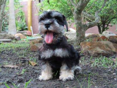 SCHNAUZER MINIATURA  FILHOTE FMEA PRETA E PRATA  TAJJ MAHALL CURITIBA LINDSSIMA MICROCHIP